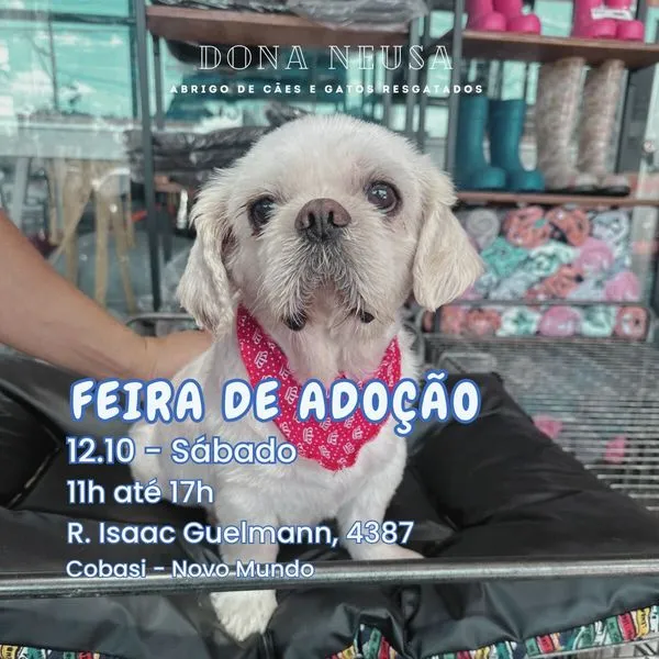 Encontre seu novo amigo: Feira de Adoção em Curitiba!