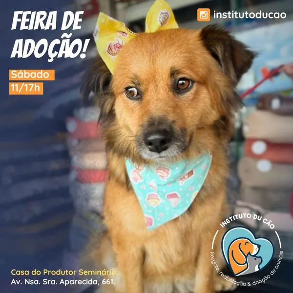 Encontre seu novo melhor amigo na Feira de Adoção em Curitiba no Dia das Crianças. Adote, aprenda sobre cuidados e faça a diferença! Das 11h às 17h.