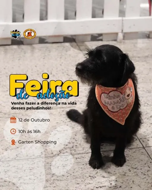 Adote Amor e Alegria na Feira de Adoção em Joinville!