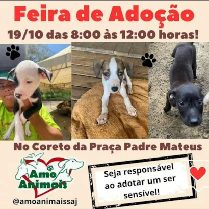 Feira de Adoção de Animais em Santo Antônio - Encontre seu Novo Amigo!