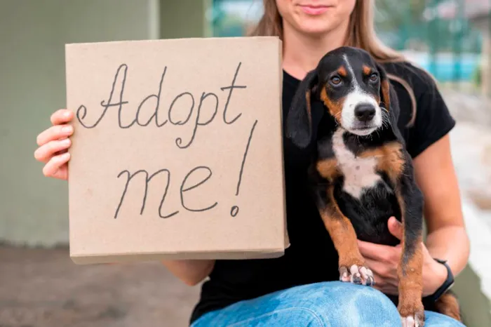Transformando Vidas: Histórias Reais de Adoção de Animais
