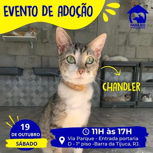 Encontre Seu Novo Amigo Peludo no Evento de Adoção RJ