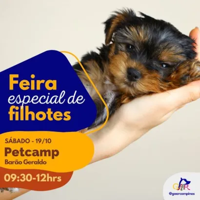 Feira Especial de Filhotes em Campinas: Encontre seu novo amigo!