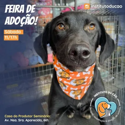 Amor e um Lar: Feira de Adoção de Animais em Curitiba!