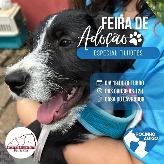 Feira de Adoção de Filhotes: Encontre seu Novo Amigo em Indaiatuba!