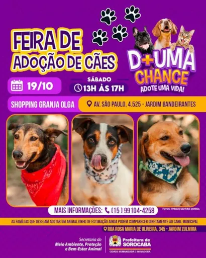 Feira de Adoção de Cães em Sorocaba: Encontre seu Melhor Amigo!