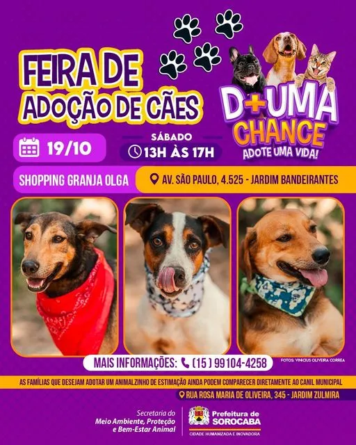 Feira de Adoção de Cães em Sorocaba: Encontre seu Melhor Amigo!