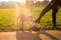 Brincadeiras e Exercícios ao Ar Livre para Cachorros