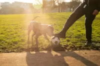 Brincadeiras e Exercícios ao Ar Livre para Cachorros