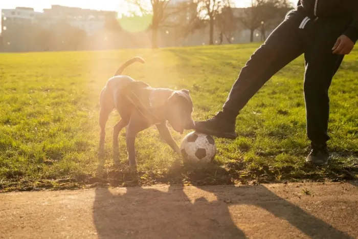 Dicas de Atividades ao Ar Livre com Seu Pet