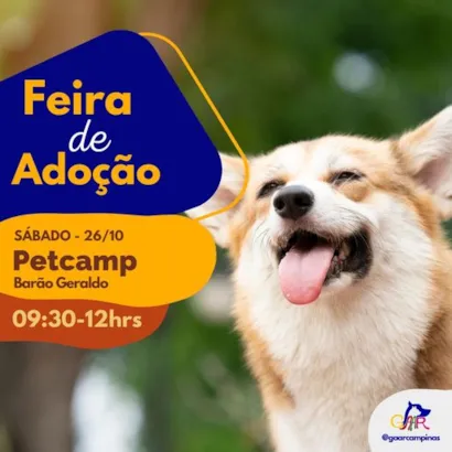 Feira de Adoção de Animais em Campinas: Encontre Seu Novo Amigo!