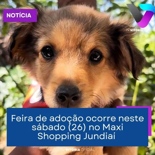 Feira de Adoção: Amor em Quatro Patas aguarda você!