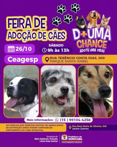 Feirão de Adoção de Cães em Sorocaba – Encontre seu Novo Amigo!