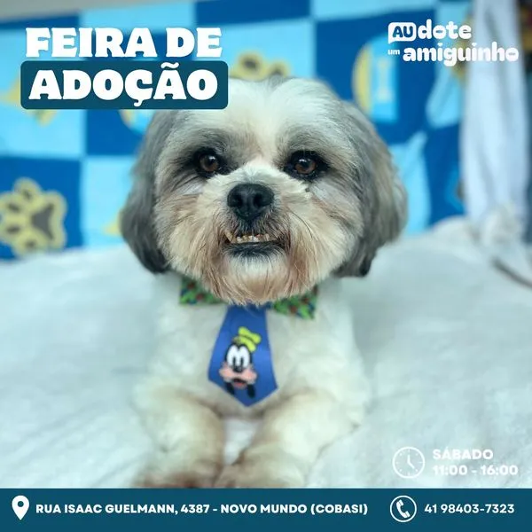 Feira de Adoção de Animais em Mundo Novo: Encontre Seu Novo Amigo!