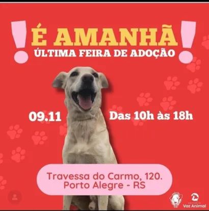 Feira de Adoção Animal: Encontre seu Novo Melhor Amigo!