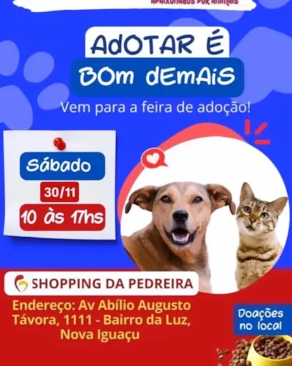 Adote um Amigo Peludo em Nova Iguaçu!