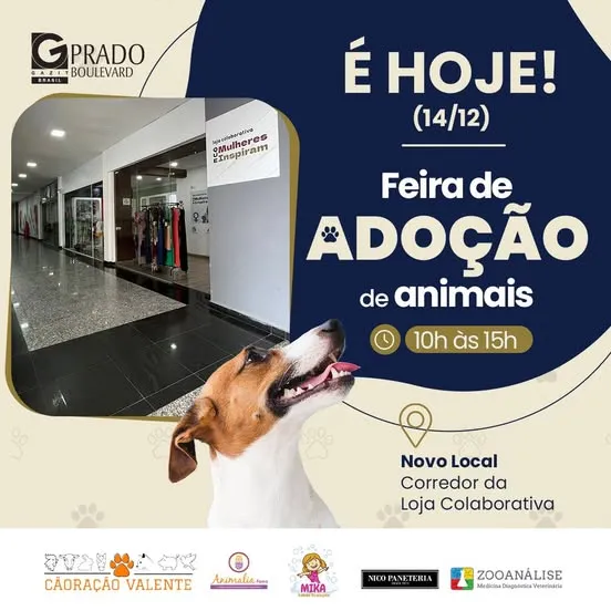 Amor e Alegria na Feira de Adoção de Animais em Campinas!