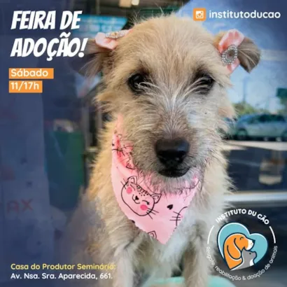Feira de Adoção de Animais: Encontre seu Melhor Amigo!