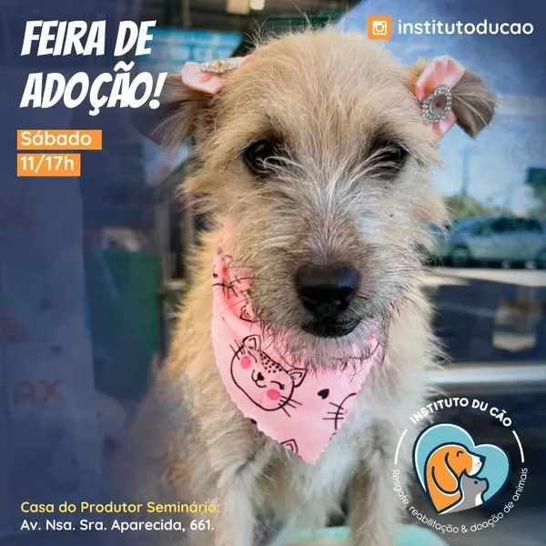 Participe da Feira de Adoção de Animais em Curitiba no dia 14 de dezembro. Encontre seu novo amigo fiel e ajude a dar um lar amoroso a um peludo.