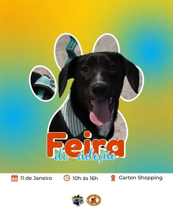 Feira de Adoção de Animais em Joinville - Encontre seu Novo Amigo!