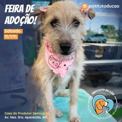 Transforme Seu Ano Novo Adotando um Amigo em Curitiba!