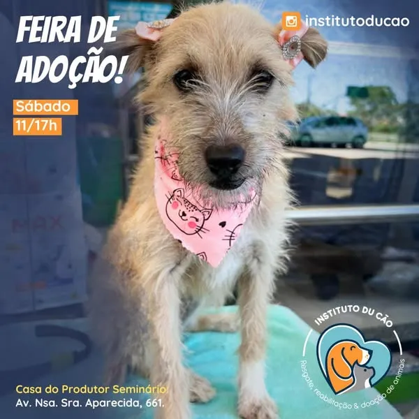 Adote um amigo em Curitiba! Dia 18 de janeiro de 2025, na Casa do Produtor Seminário. Traga sua família e faça a diferença na vida de um animal.