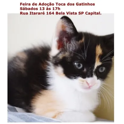 Feira de Adoção de Gatinhos - Encontre seu Novo Amigo em SP!