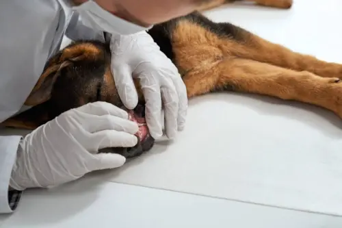 Leishmaniose em cachorros, desafios dessa grave doença