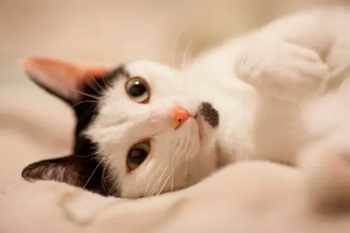 FIV e FelV: As doenças mais comuns em gatos e como proteger seu felino