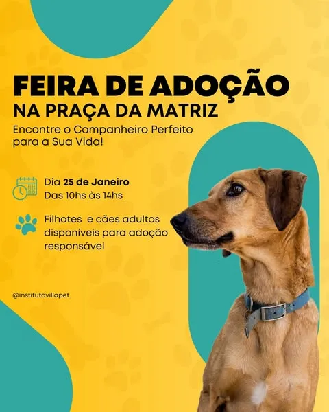 Feira de Adoção de Animais em Boituva: Encontre Seu Novo Amigo!