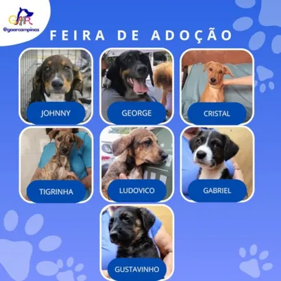 Feira de Adoção de Animais em Campinas: Encontre Seu Novo Amigo!