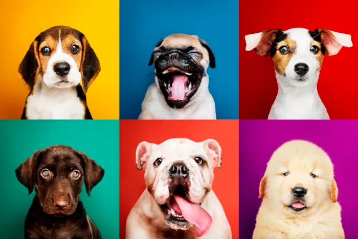 Saiba Como descobrir a idade do seu cachorro