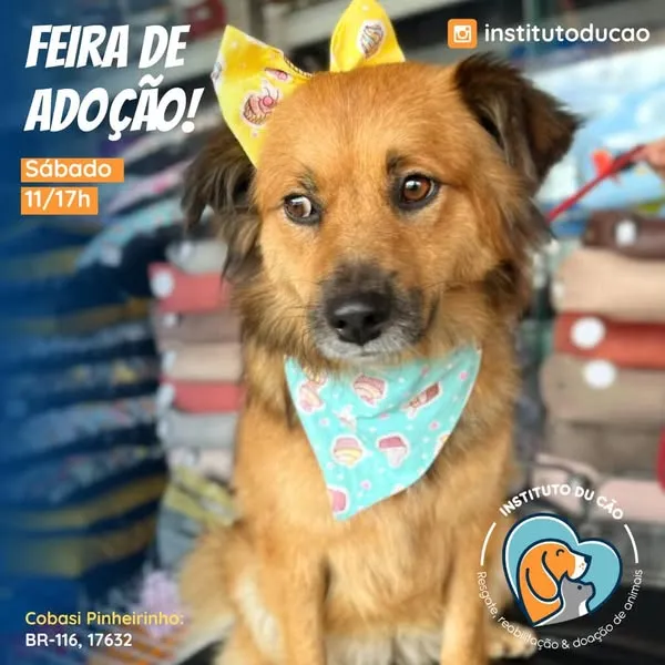 Participe da Feira de Adoção de Animais em Curitiba no dia 01/02/2025, na Cobasi Pinheirinho. Encontre seu novo amigo e contribua para uma causa nobre!