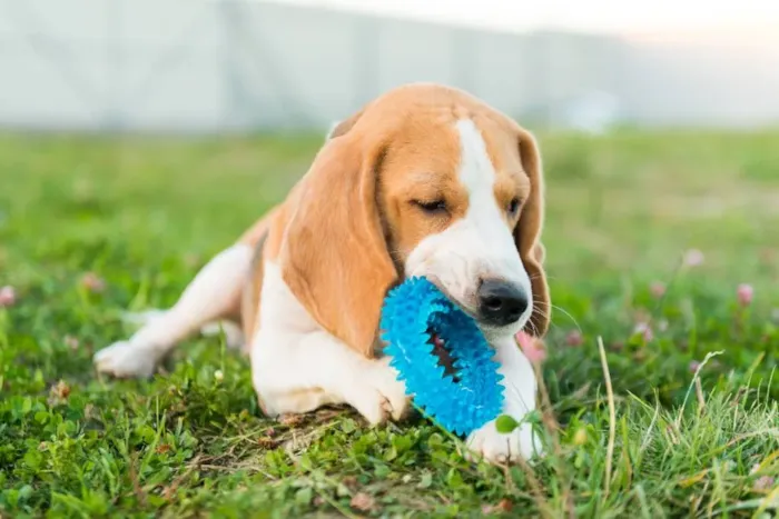 Erliquiose: Conheça a doença do carrapato em cachorros