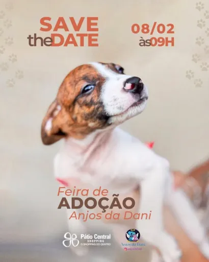 Feira de Adoção Anjos da Dani em Campo Grande - Não perca!