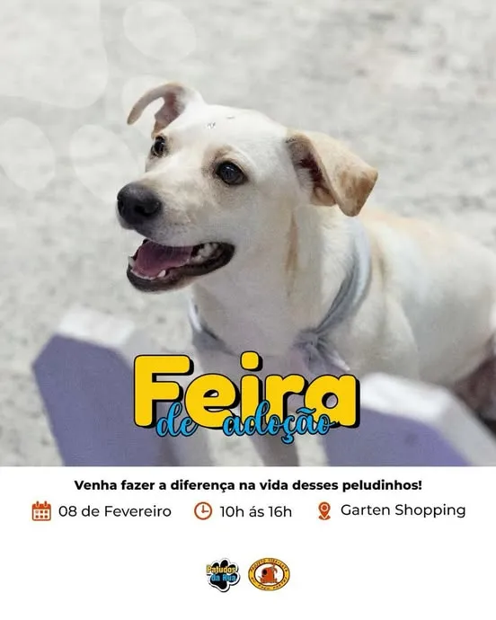 Feira de Adoção de Animais em Joinville: Encontre seu novo melhor amigo!