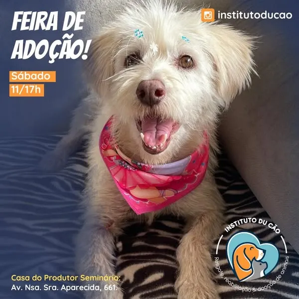 Participe da Feira de Adoção de Animais em Curitiba! No sábado, conheça cães e gatos em busca de um lar na Casa do Produtor. Venha fazer a diferença!