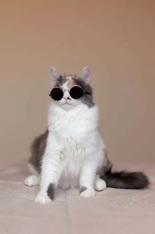 O Mistério por Trás do Ronronar dos Gatos: Descubra seu Significado!