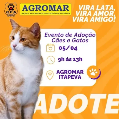 Adote Amor e Companhia: Encontre seu Novo Amigo em Itapeva!