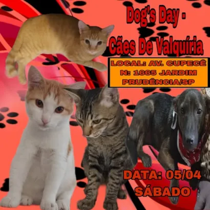 Adoção de Animais em SP – Encontre seu Novo Melhor Amigo!