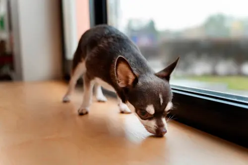 Por Que Meu Cachorro Está Tremendo? Causas, Sintomas e Soluções!