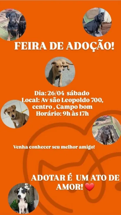 Feira de Adoção de Animais em Campo Bom: Encontre Seu Novo Melhor Amigo!