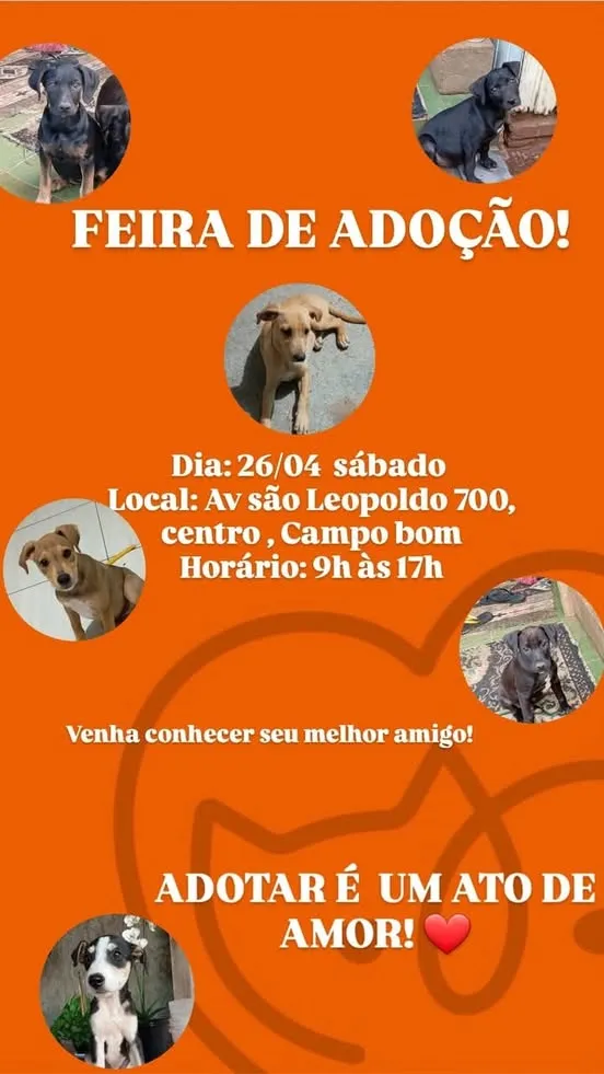 Adote um novo amigo na Feira de Adoção de Animais em Campo Bom, 26 de abril de 2025, das 9h às 17h, na Av. São Leopoldo, 700. Faça a diferença hoje!