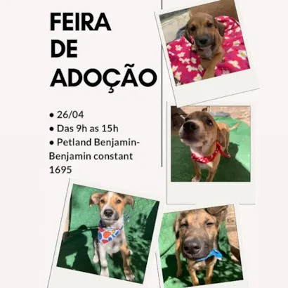 Feira de Adoção de Animais: Encontre Seu Novo Amigo em Porto Alegre!
