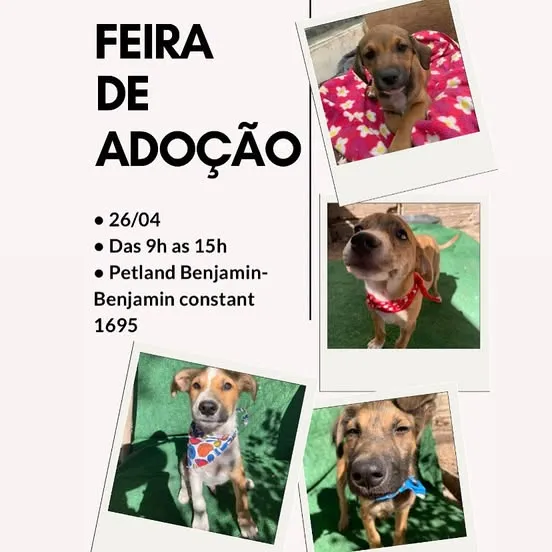 Feira de Adoção de Animais: Encontre Seu Novo Amigo em Porto Alegre!
