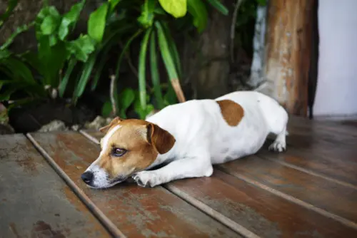 Como Eliminar o Cheiro de Xixi de Cachorro de Forma Eficaz