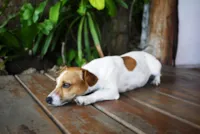 Eliminar Cheiro de Xixi de Cachorro Eficazmente