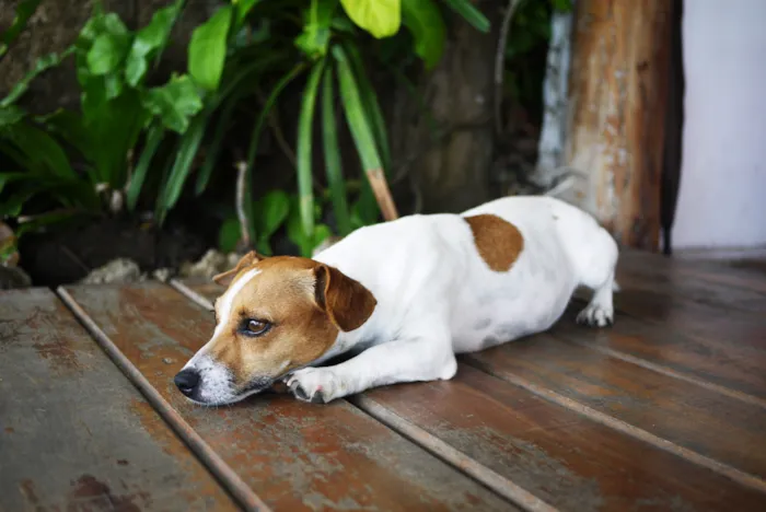 Como Eliminar o Cheiro de Xixi de Cachorro de Forma Eficaz