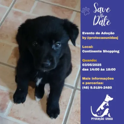 Encontre seu Melhor Amigo no Evento de Adoção em São José!