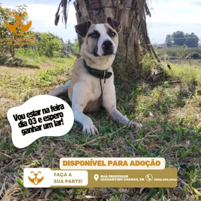 Feira de Adoção de Animais em Jaguarão: Encontre seu Novo Amigo!